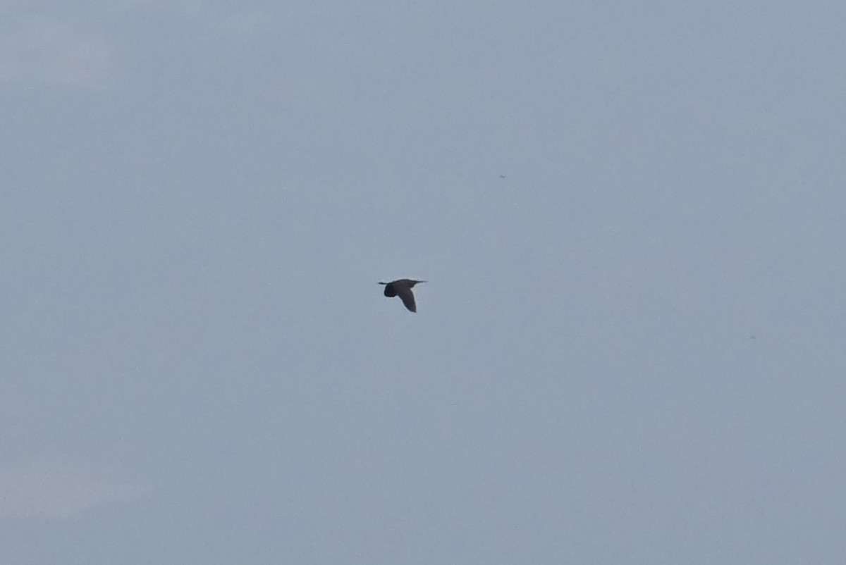 Black Bittern - ML638216473
