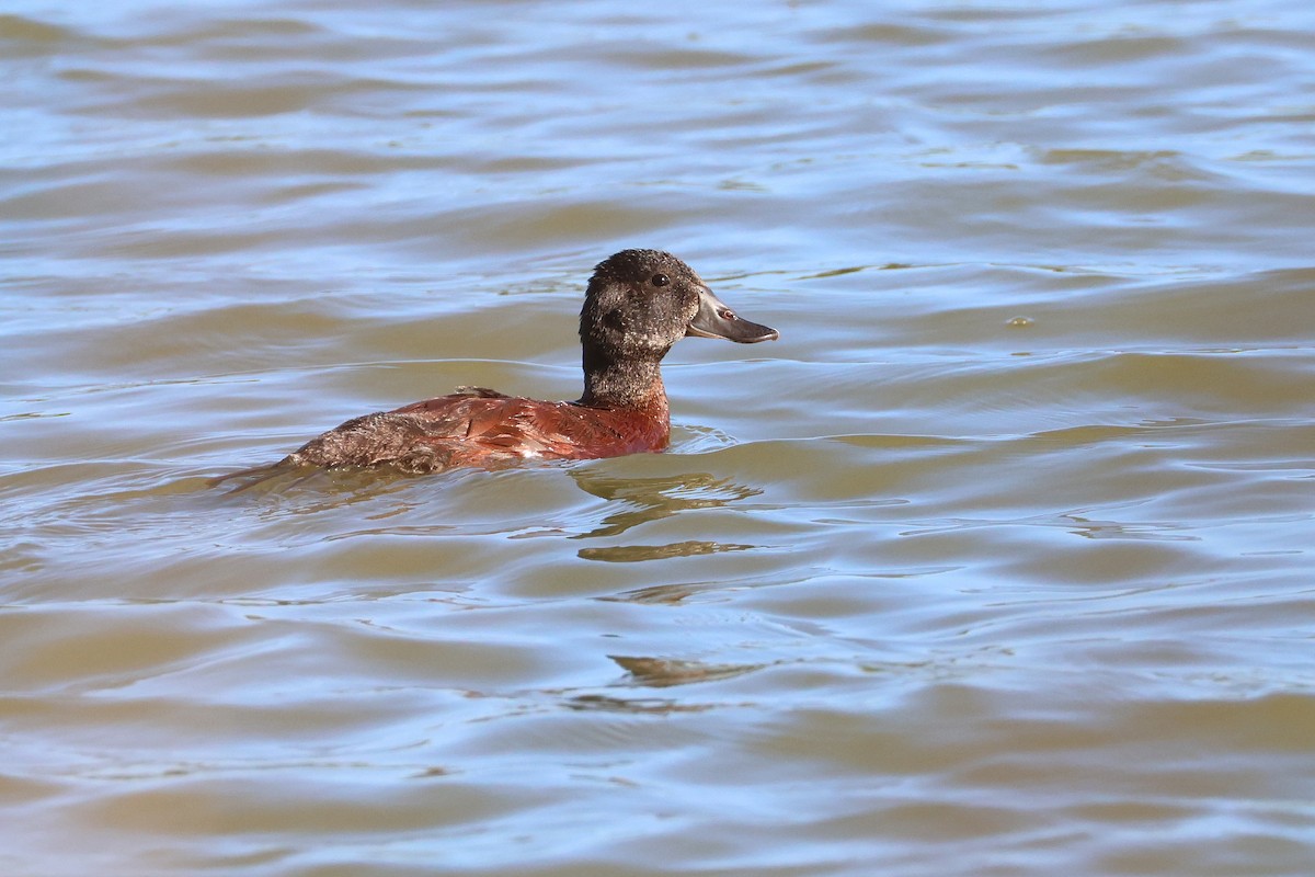Blue-billed Duck - ML638216495