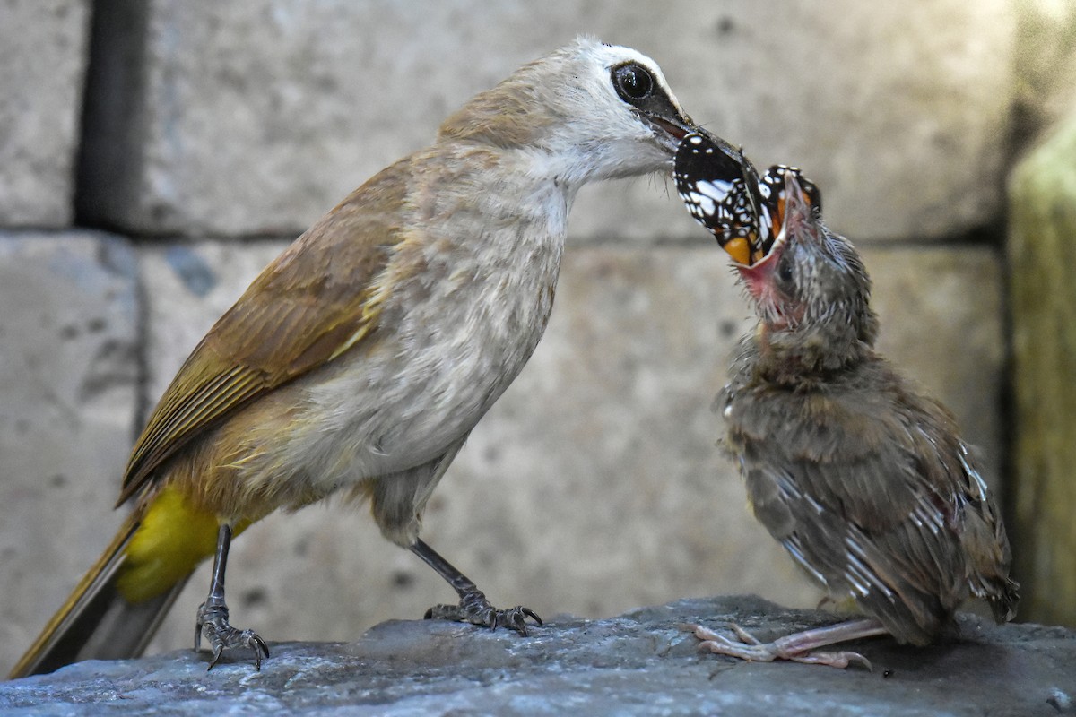 Yellow-vented Bulbul - ML638216500