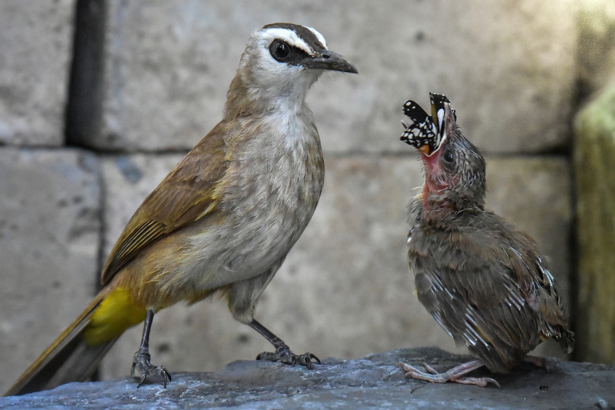 Yellow-vented Bulbul - ML638216501