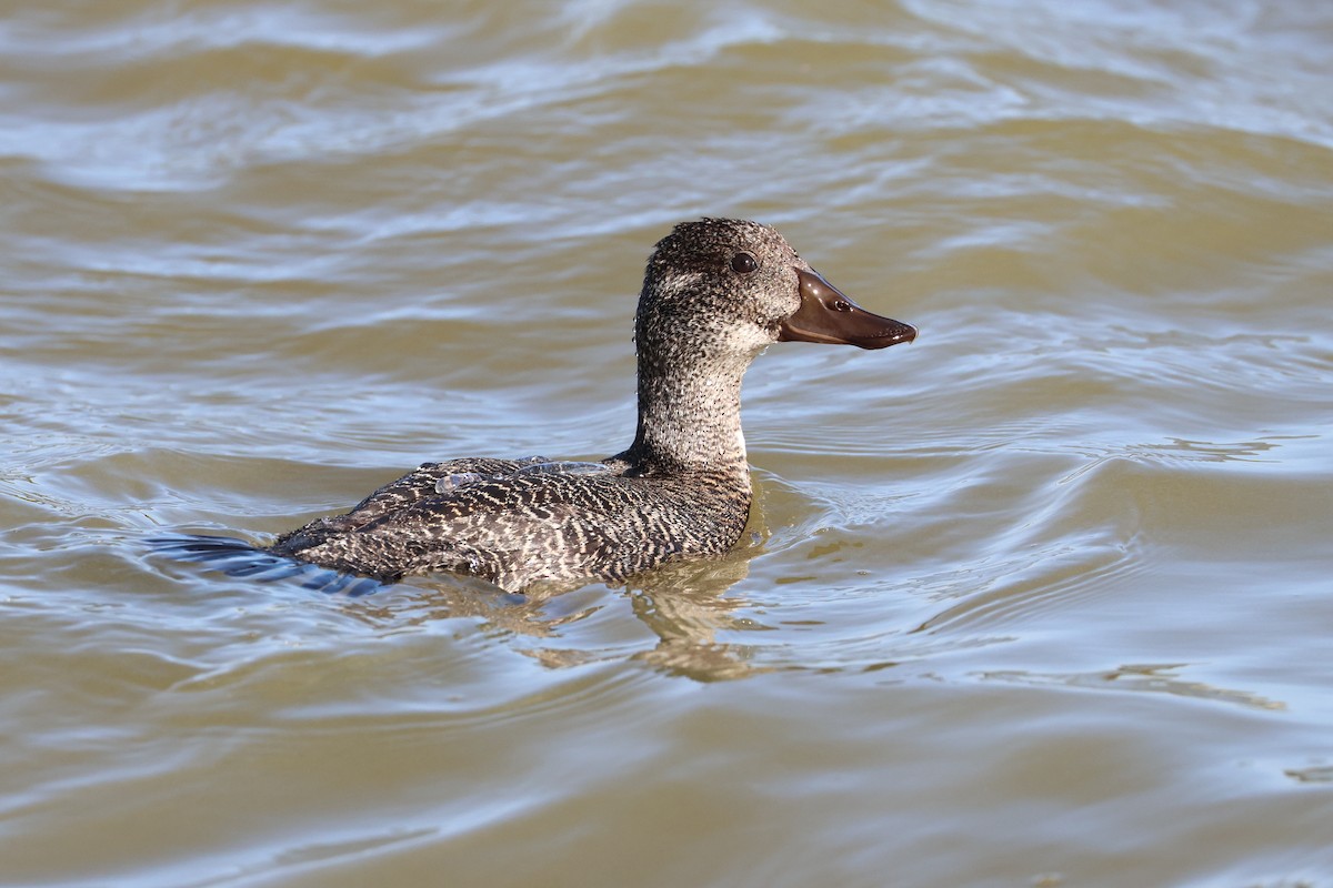 Blue-billed Duck - ML638216503