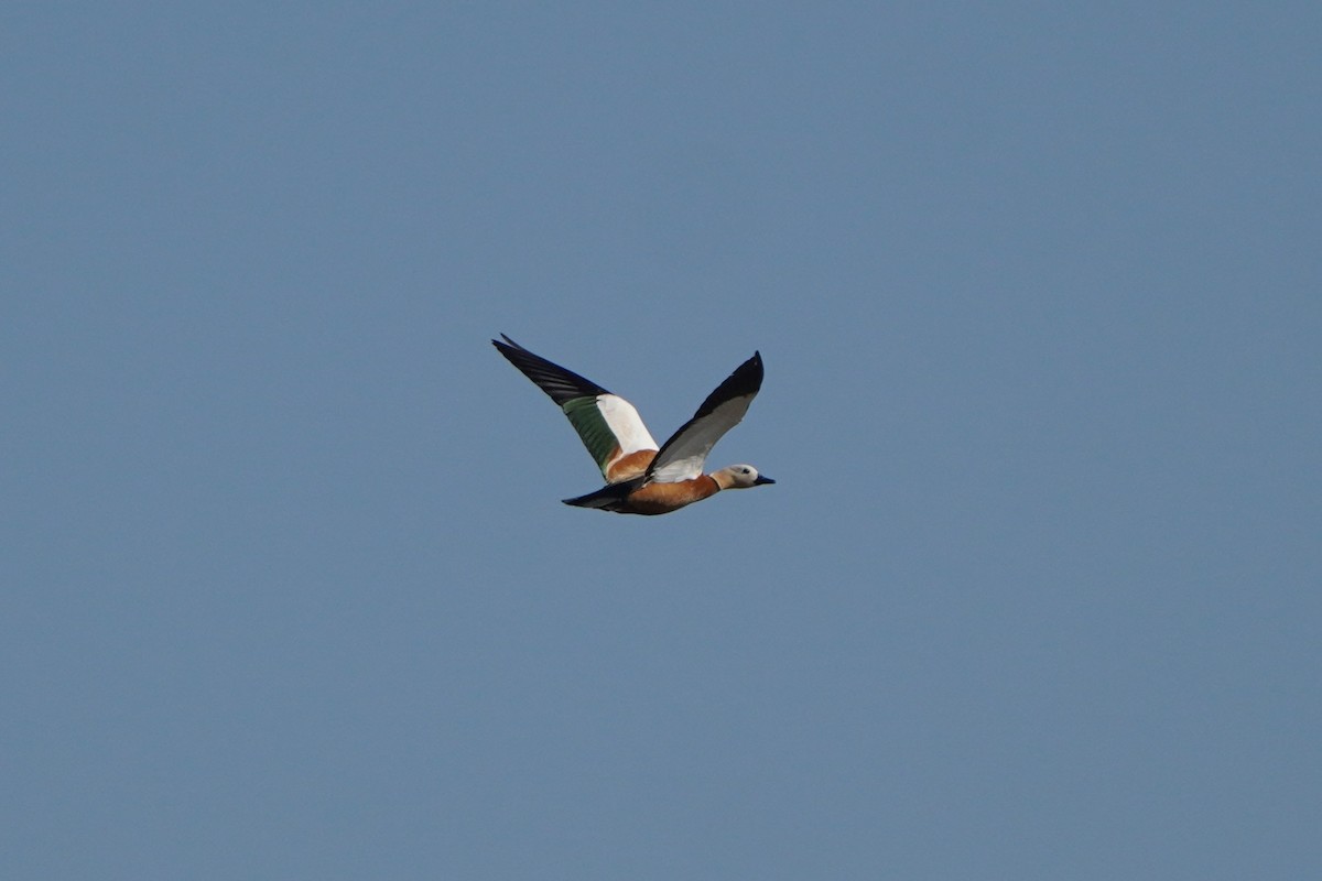 Ruddy Shelduck - ML638216504