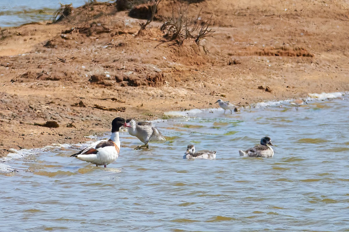 Common Shelduck - ML638216518