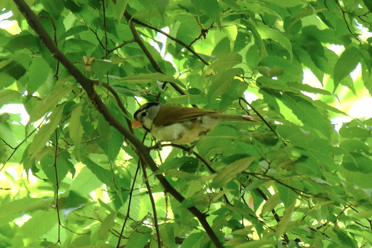 Gray-headed Parrotbill - ML638216522