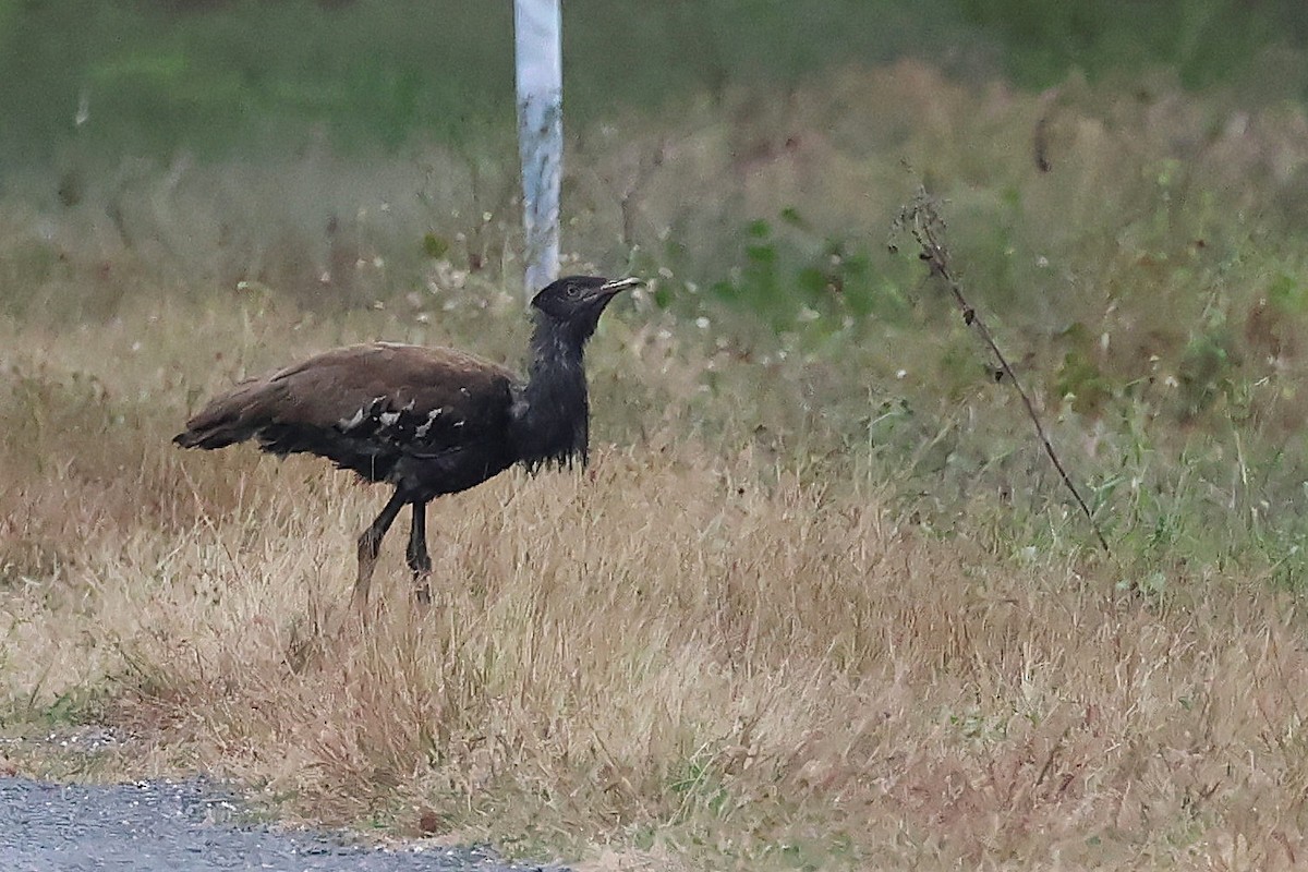 Avustralya Toyu - ML638216533