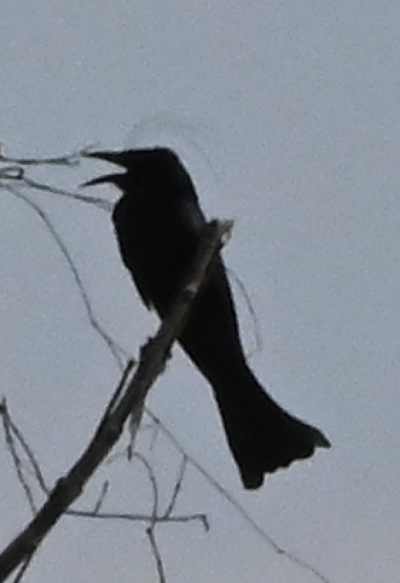 Hair-crested Drongo - ML638216544