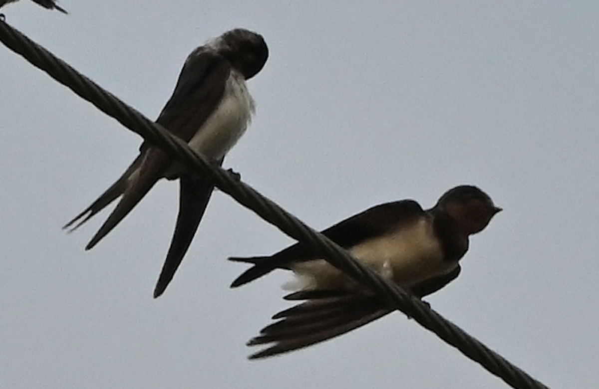 Barn Swallow - ML638216545