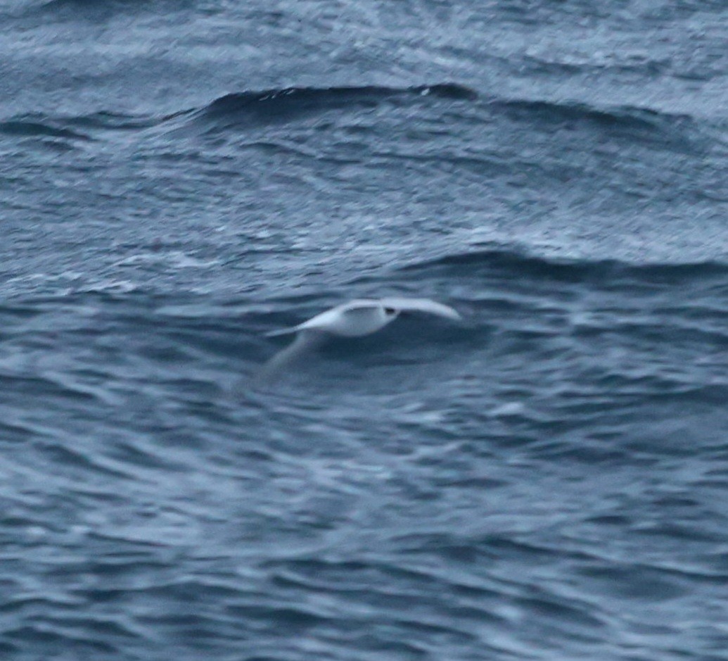 Arctic Tern - ML638216547