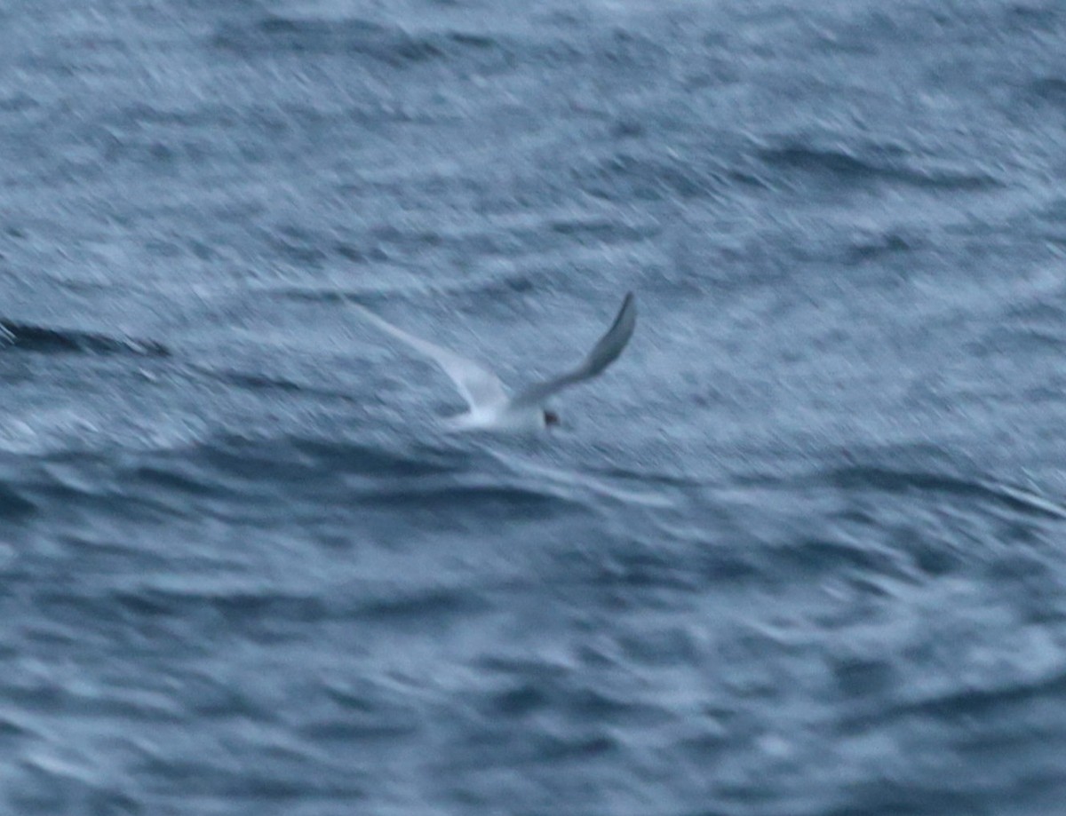 Arctic Tern - ML638216551