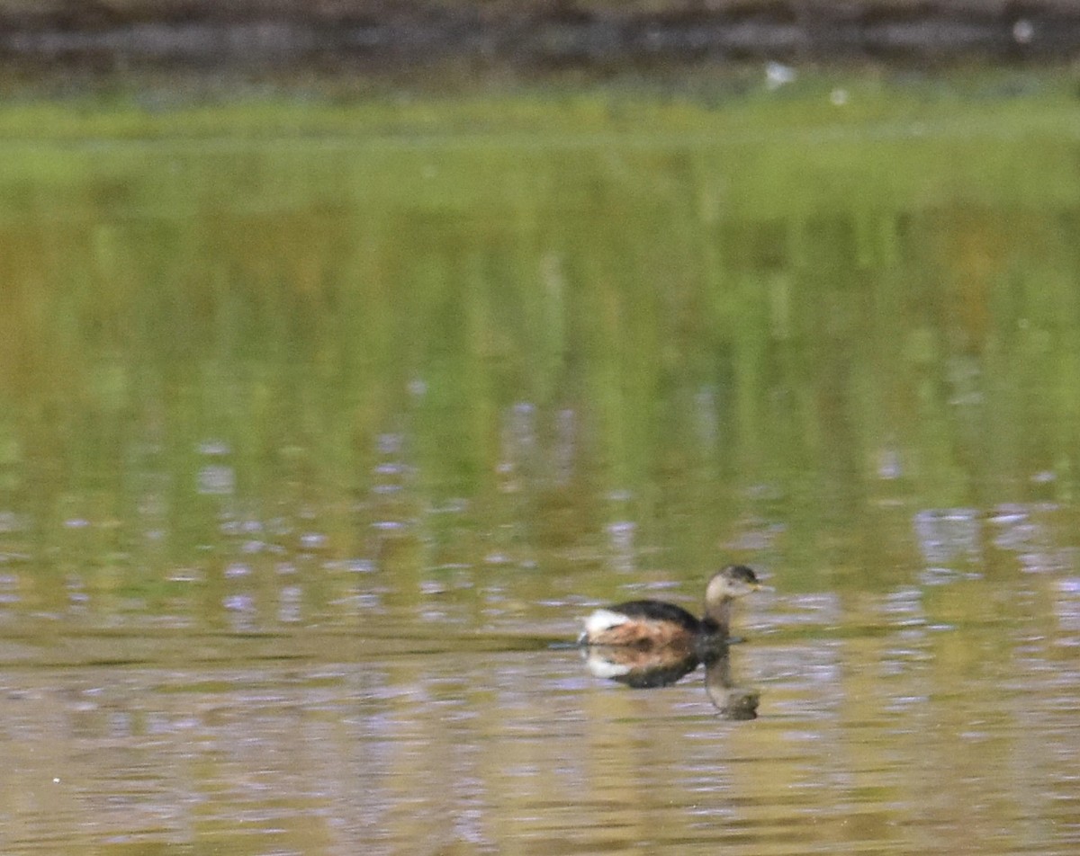 potápka australasijská - ML638216560