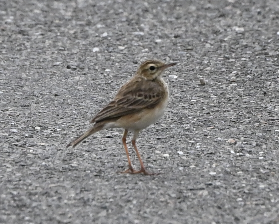 Paddyfield Pipit - ML638216561