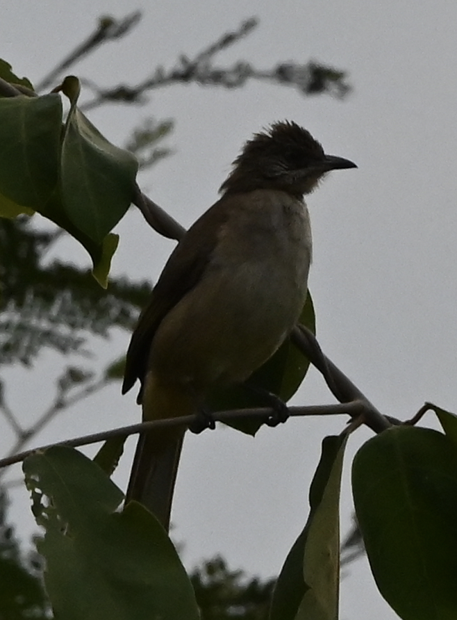 Streak-eared Bulbul - ML638216567