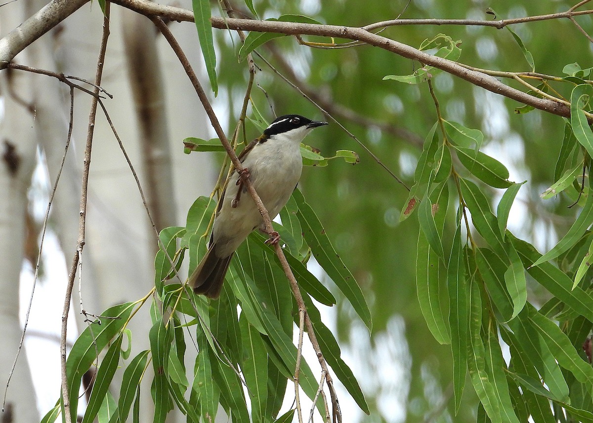White-throated Honeyeater - ML638216569
