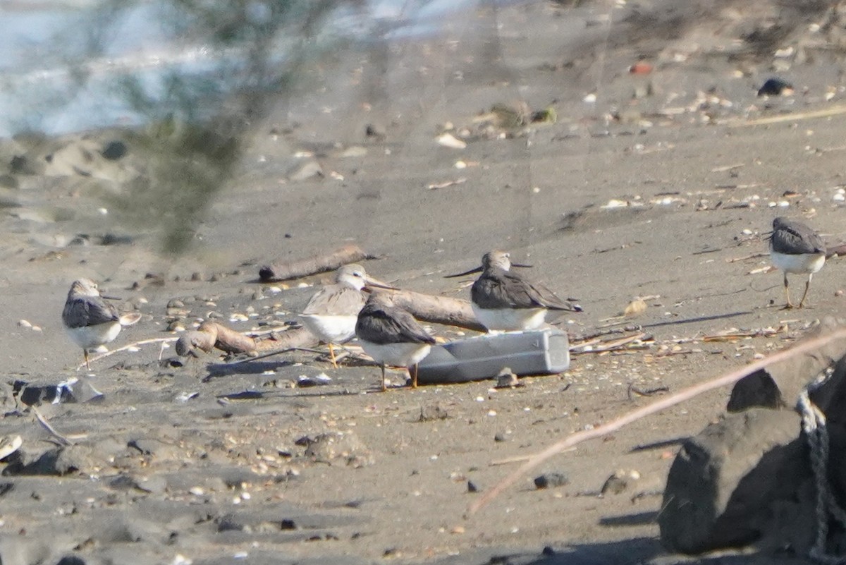 Terek Sandpiper - ML638216570