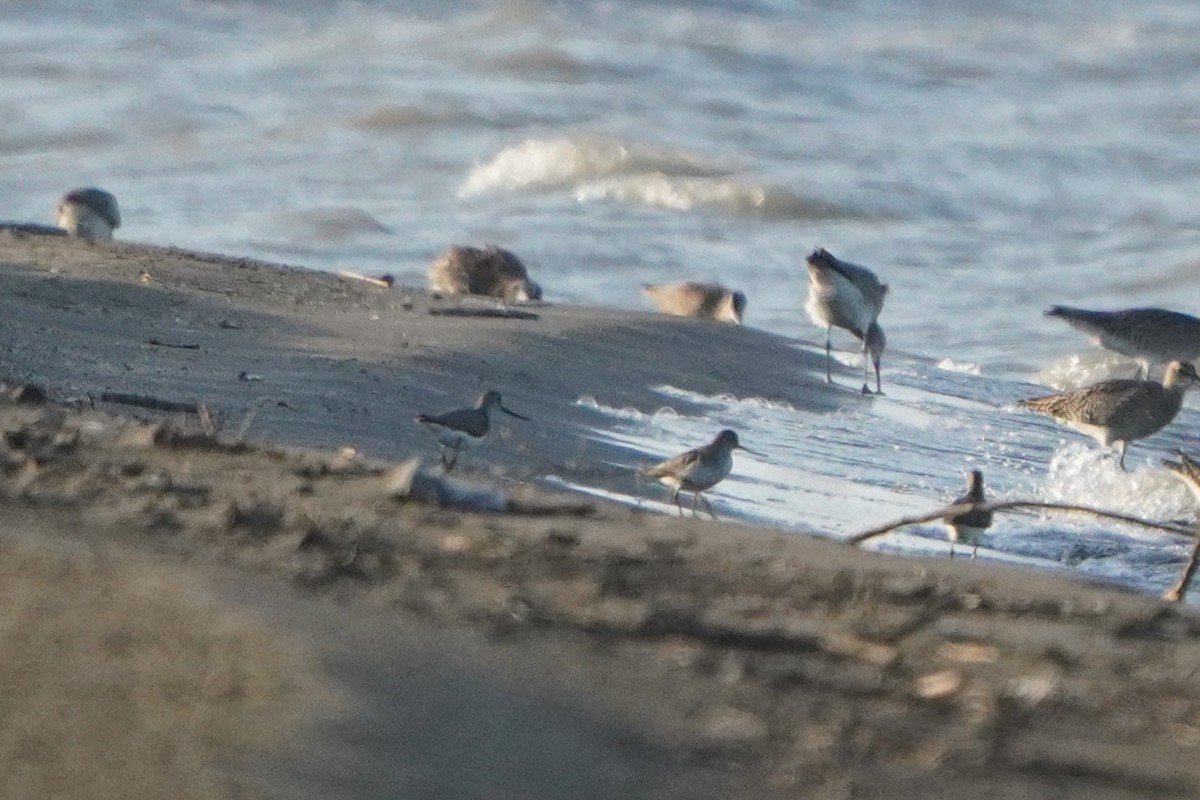 Terek Sandpiper - ML638216571