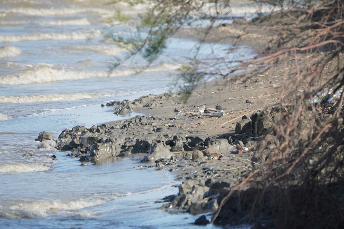 Terek Sandpiper - ML638216572