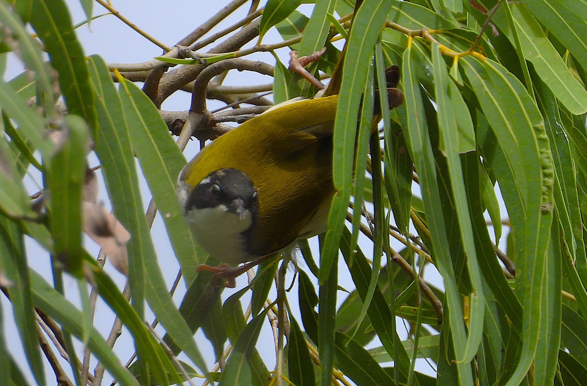 White-throated Honeyeater - ML638216573