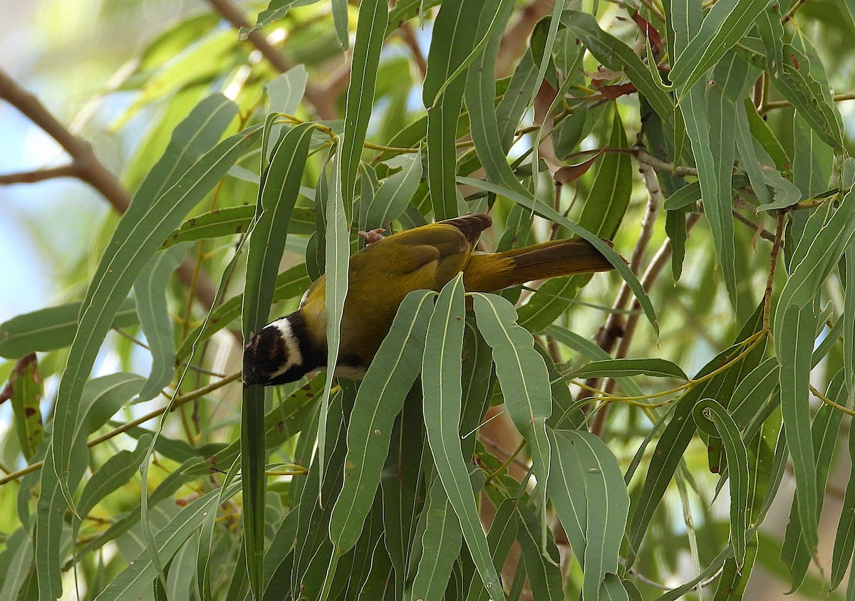 White-throated Honeyeater - ML638216576