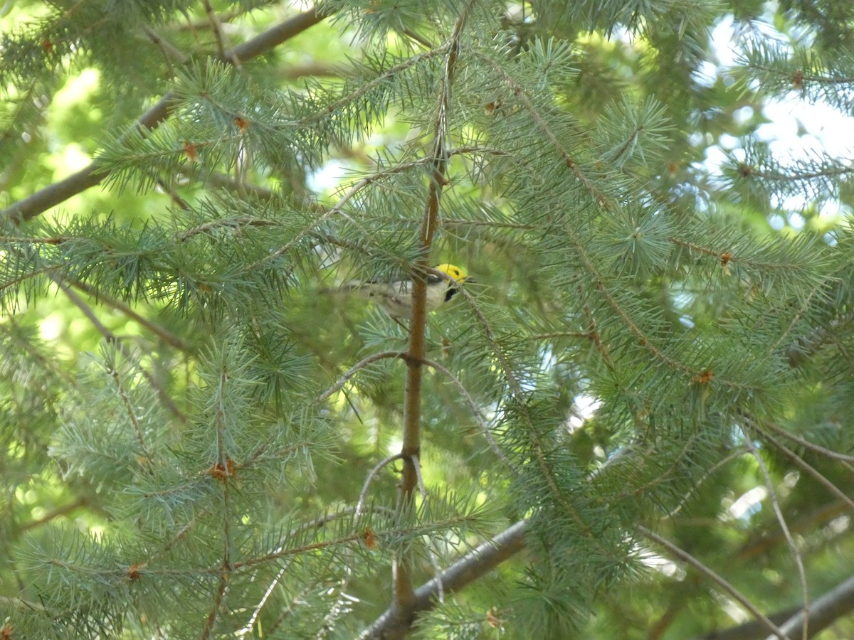 Hermit Warbler - ML638216585