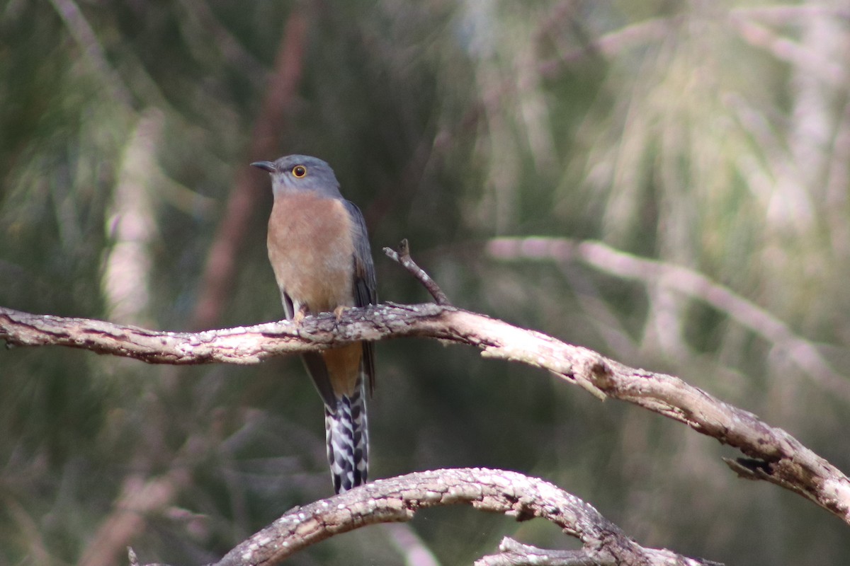 Fan-tailed Cuckoo - ML638216587