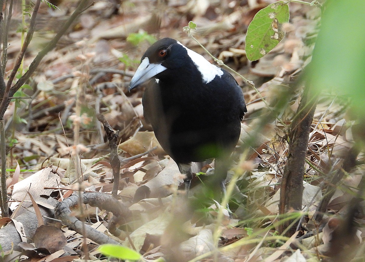 Australian Magpie - ML638216609
