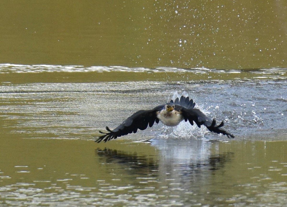Little Pied Cormorant - ML638216614