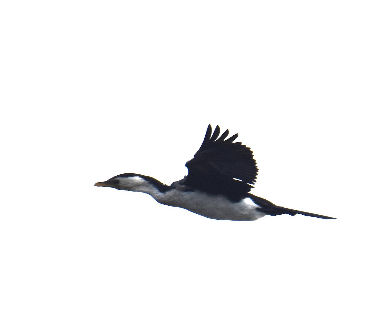 Little Pied Cormorant - ML638216615