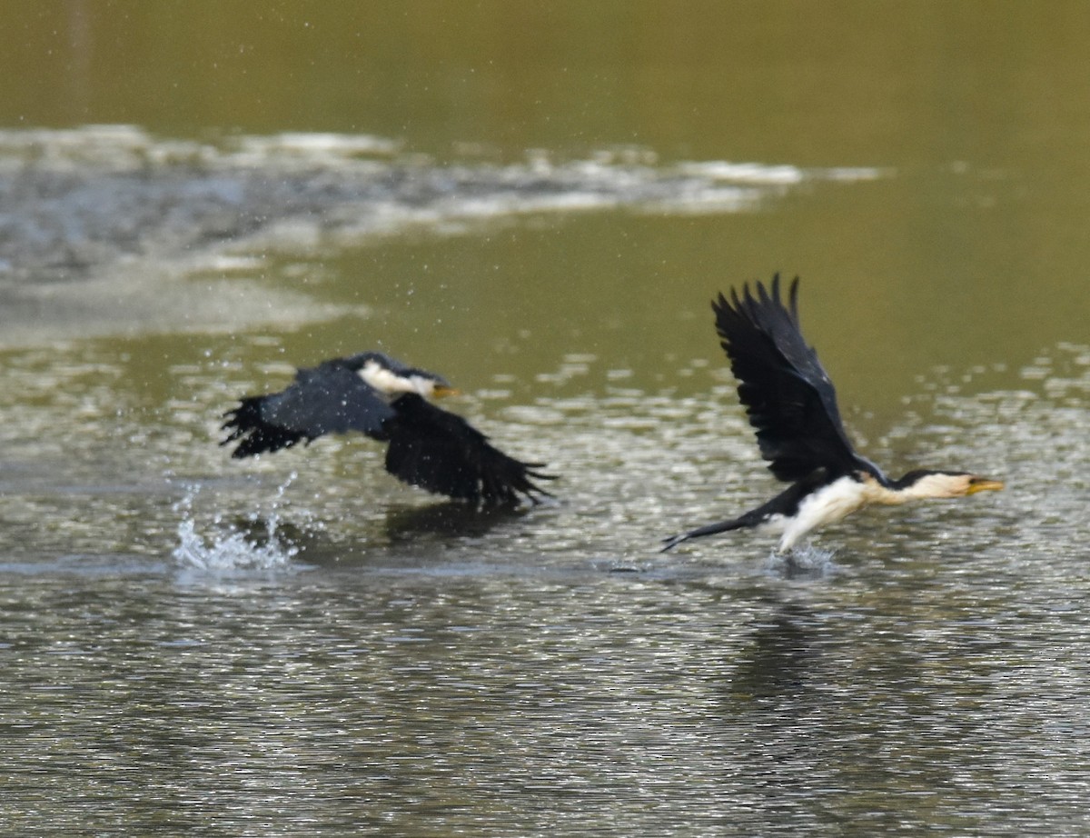 Little Pied Cormorant - ML638216616