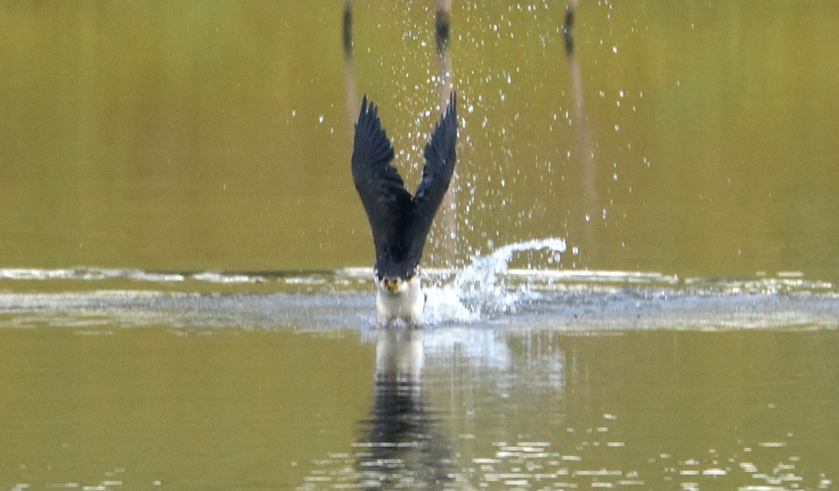 Little Pied Cormorant - ML638216617
