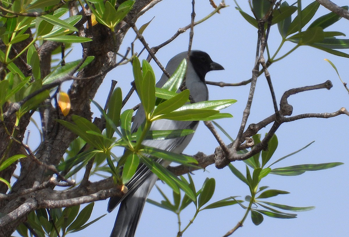 Black-faced Cuckooshrike - ML638216621