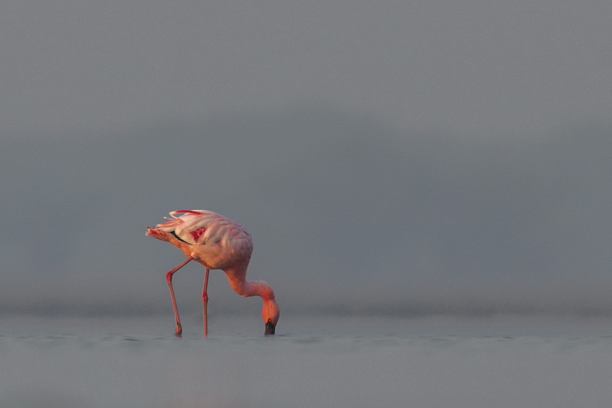 Lesser Flamingo - ML638216624