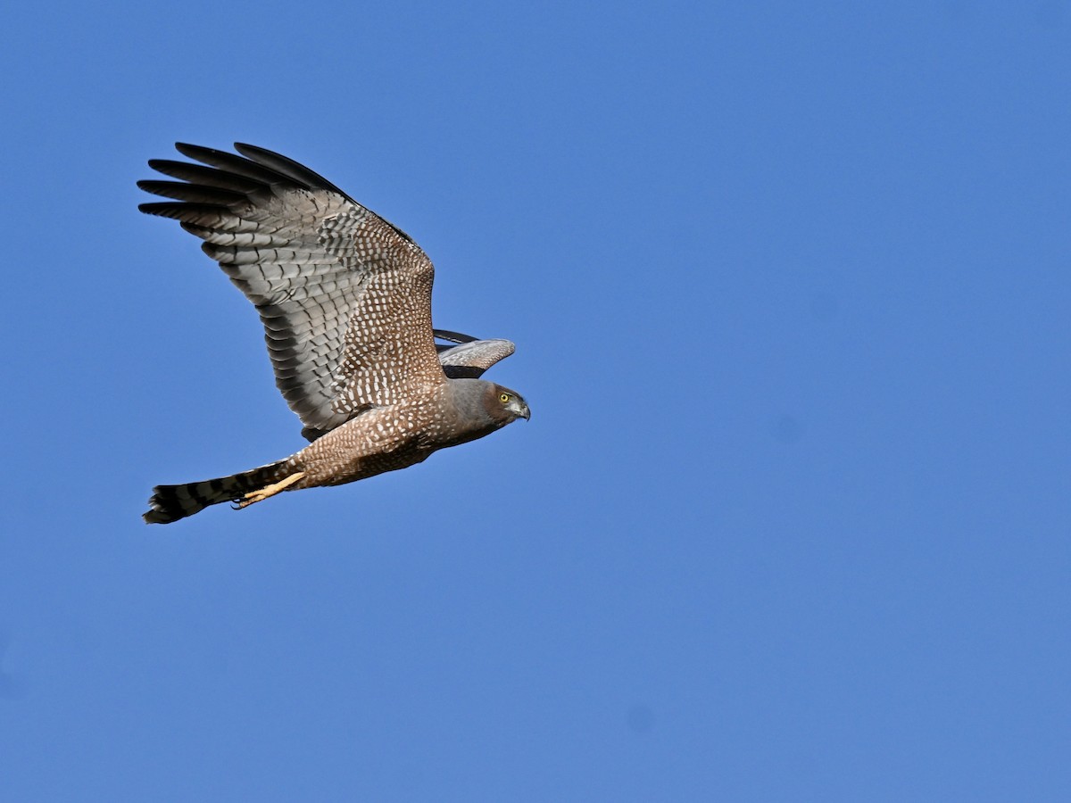 Spotted Harrier - ML638216627