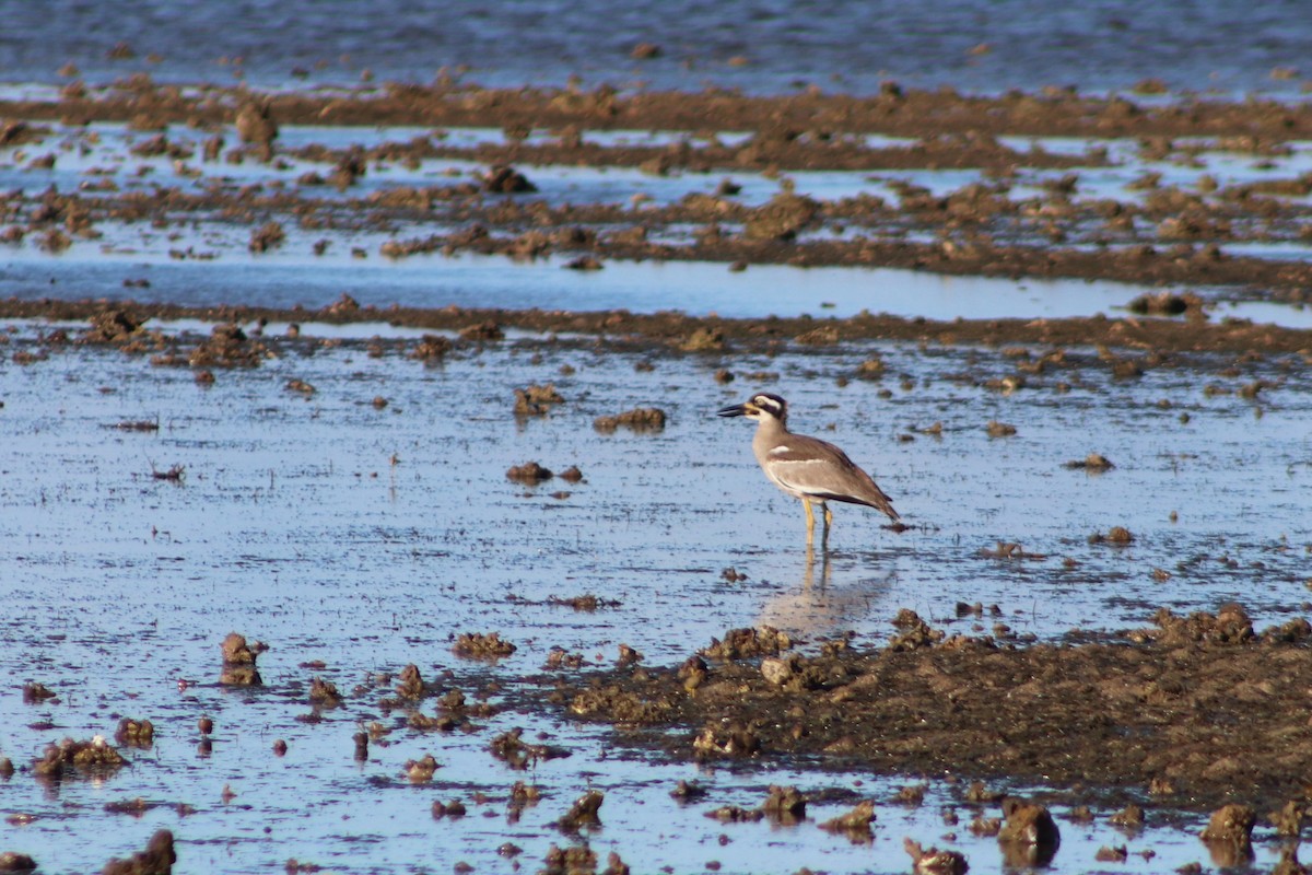 Beach Thick-knee - ML638216641