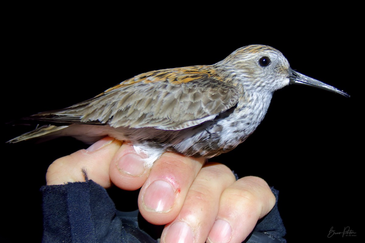 Little Stint - ML638216652