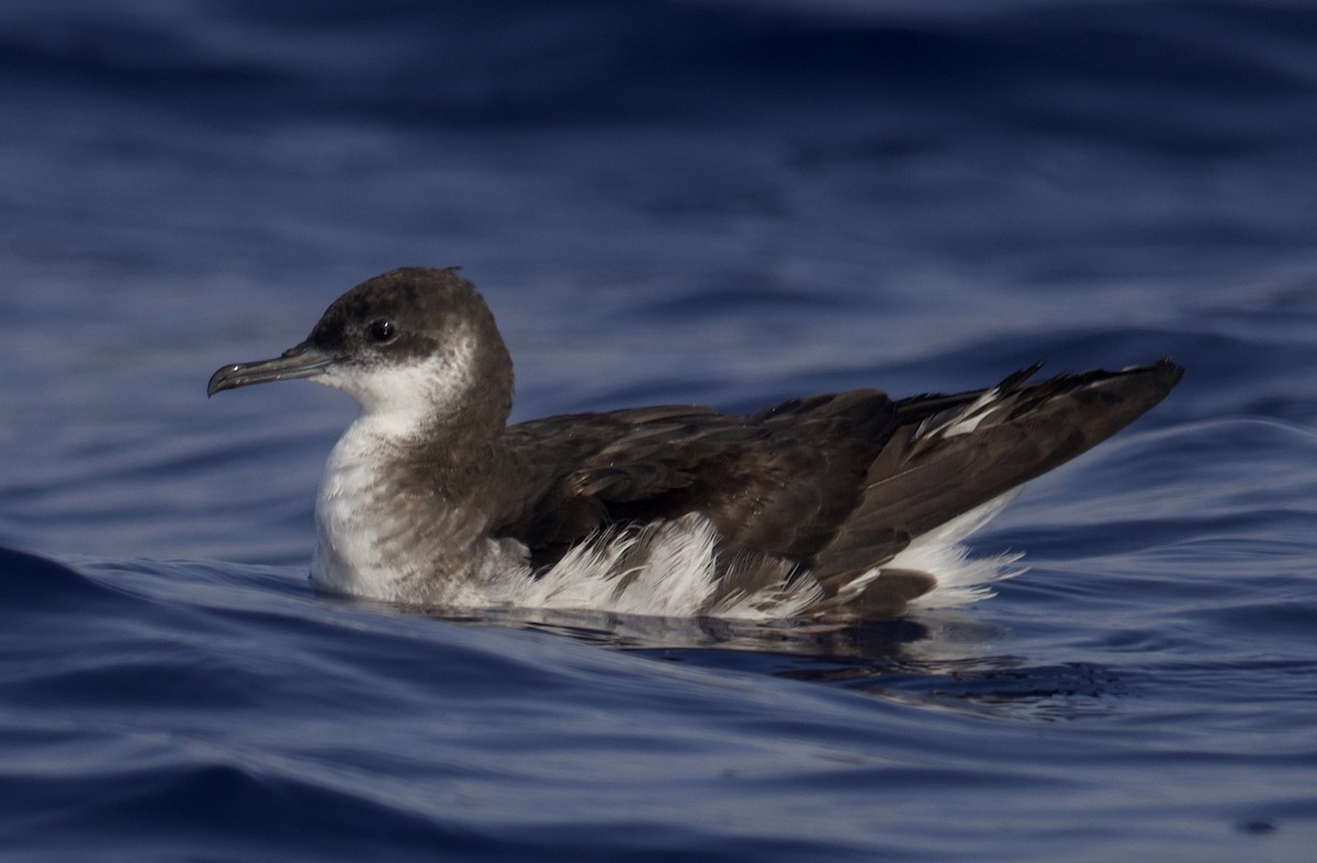 Manx Shearwater - ML638216654