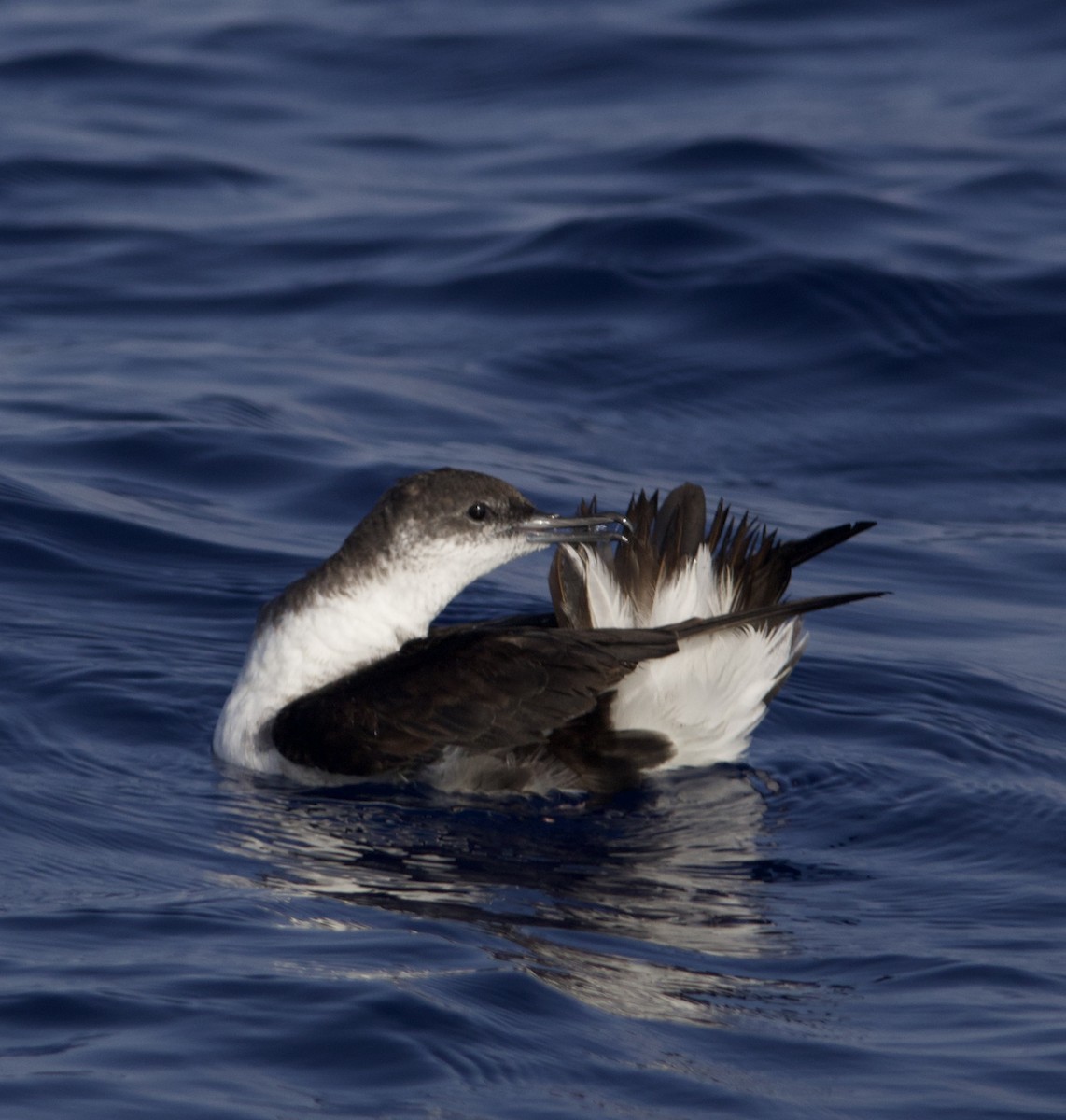 Manx Shearwater - ML638216655