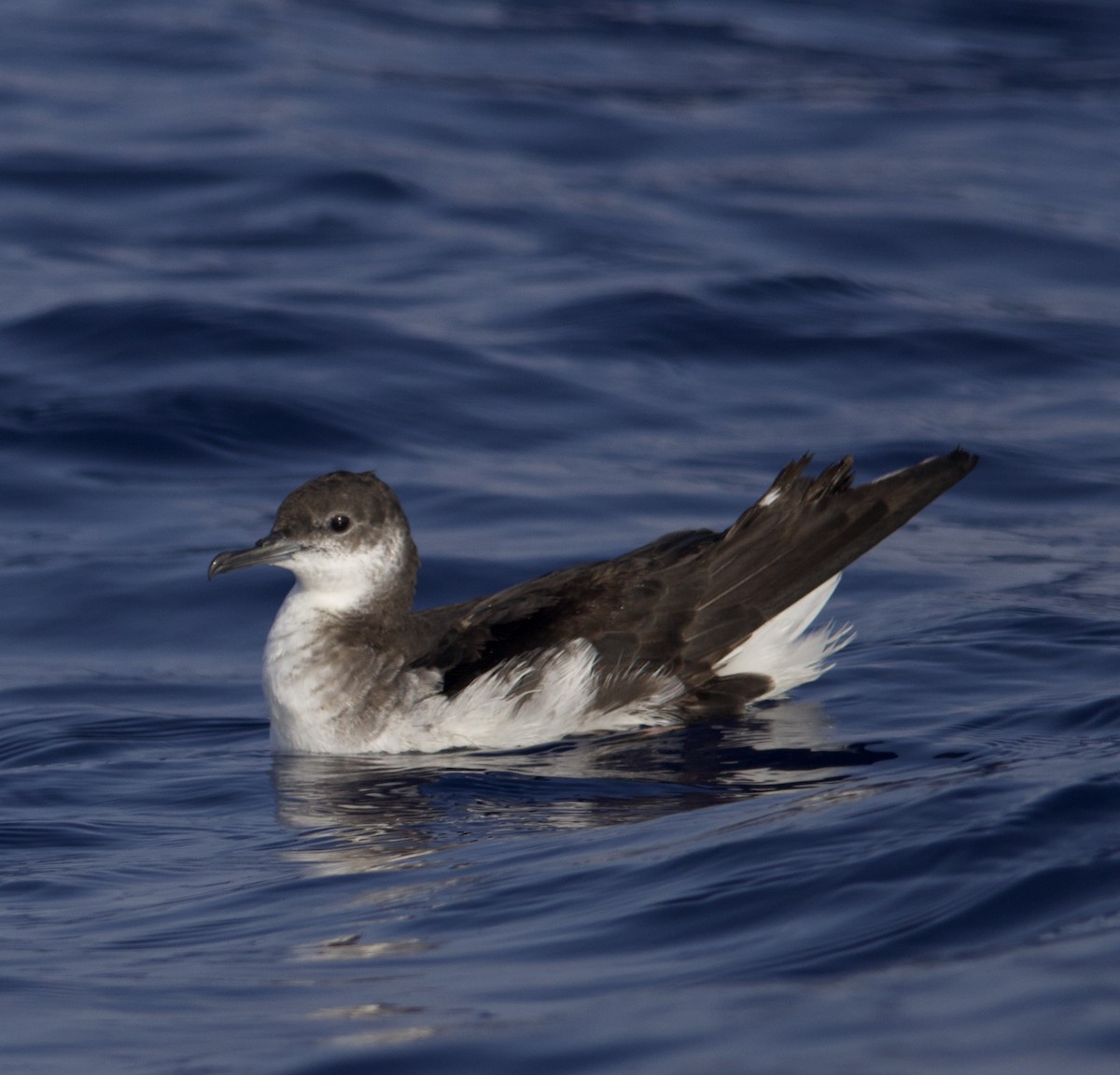 Manx Shearwater - ML638216656