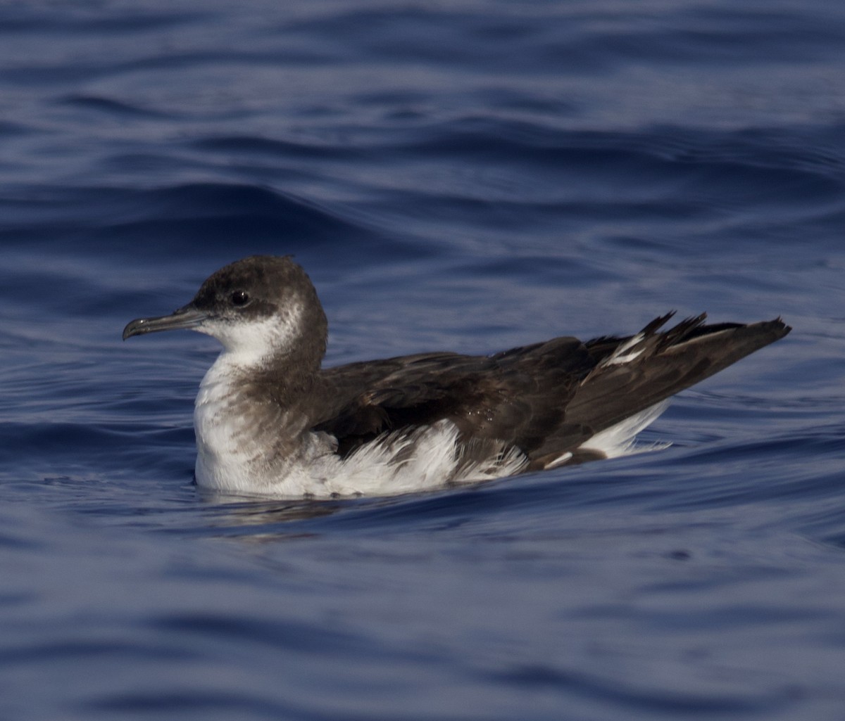 Manx Shearwater - ML638216657