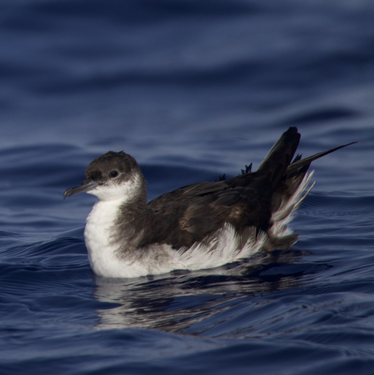 Manx Shearwater - ML638216658