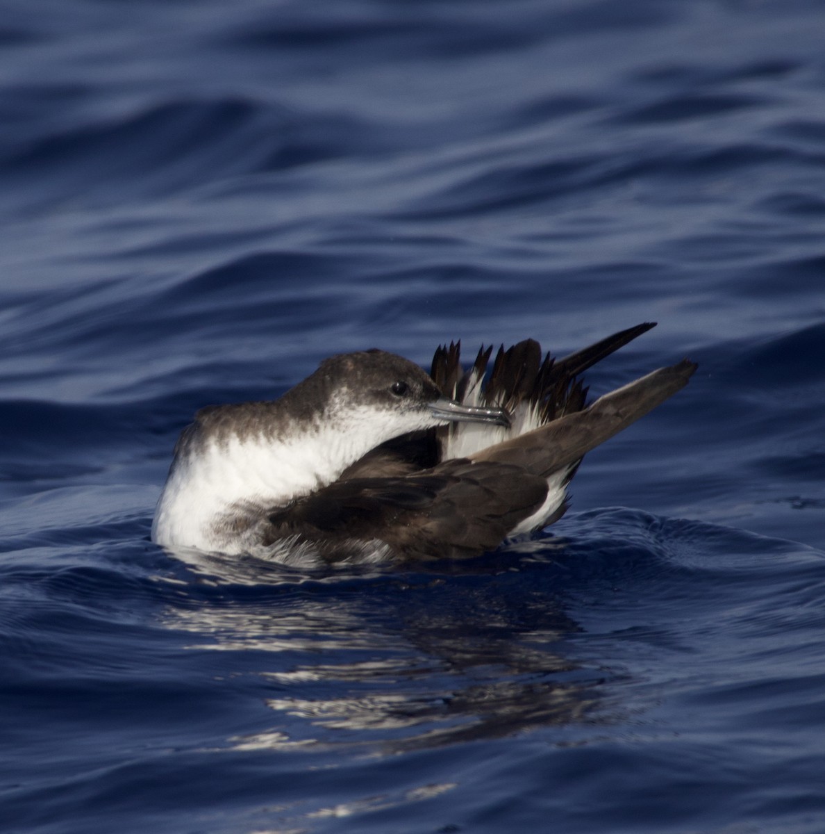 Manx Shearwater - ML638216659