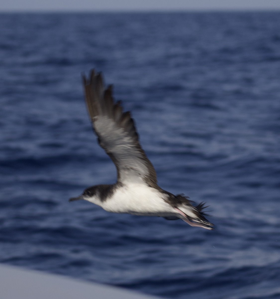 Manx Shearwater - ML638216660