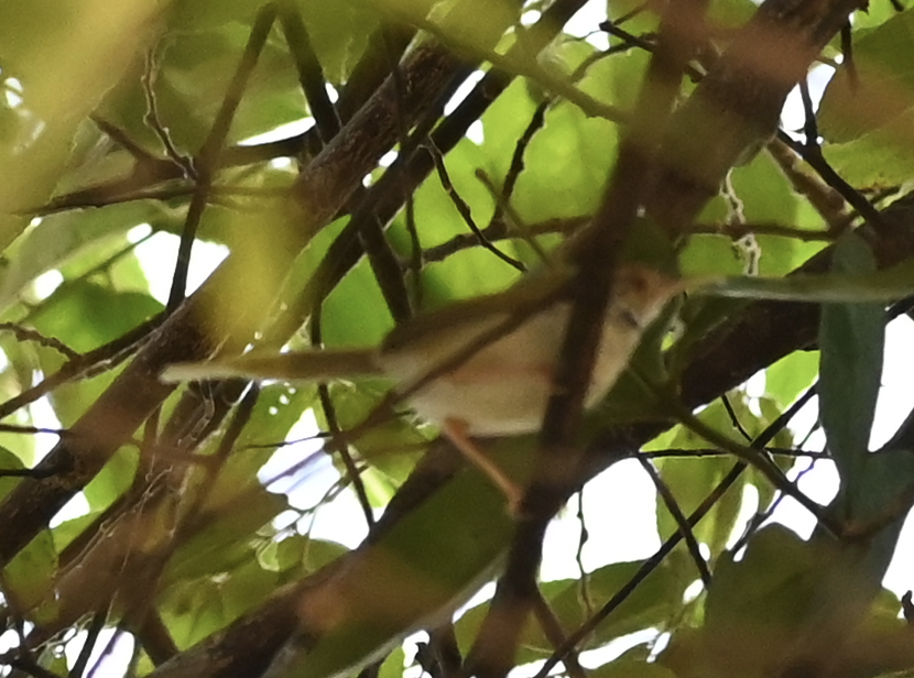 Common Tailorbird - ML638216673