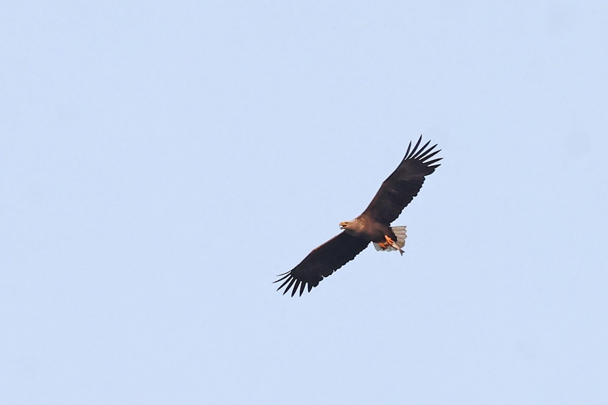 White-tailed Eagle - ML638216699