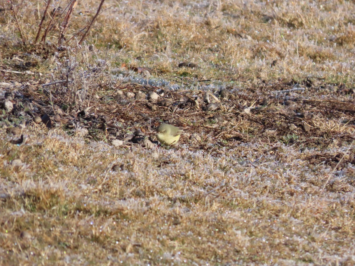 Buff-rumped Thornbill - ML638216705
