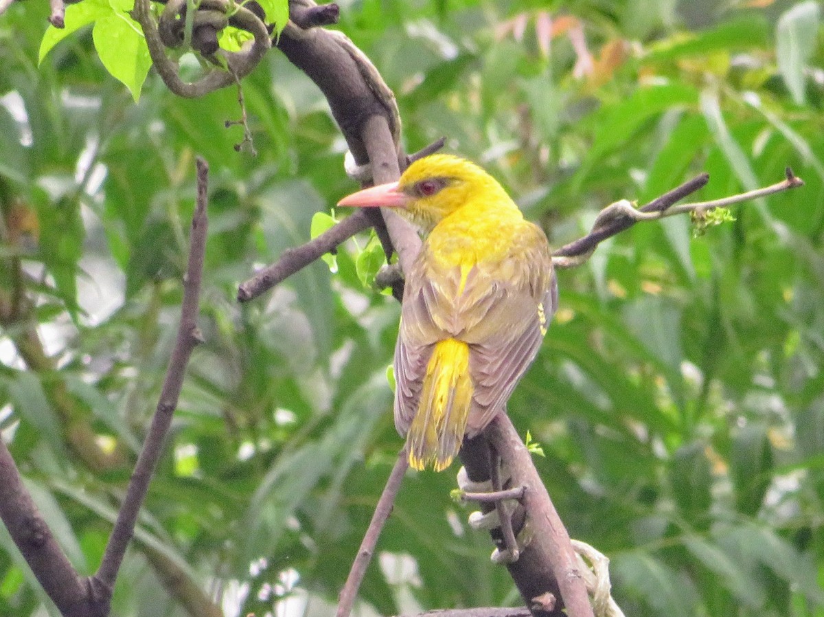 Indian Golden Oriole - ML638216723