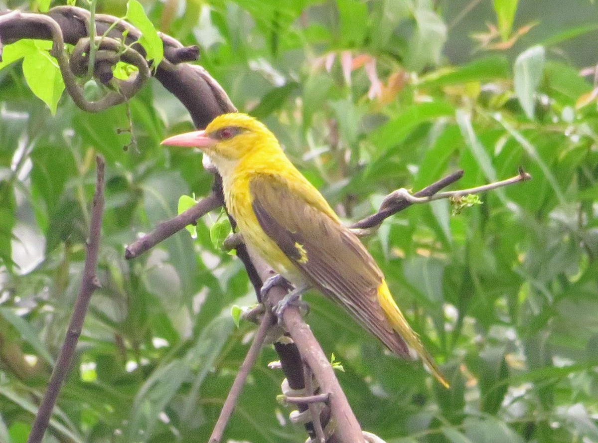 Indian Golden Oriole - ML638216726