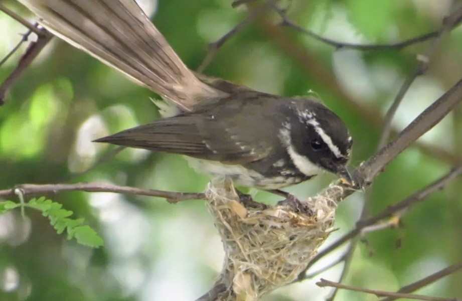 Spot-breasted Fantail - ML638216732
