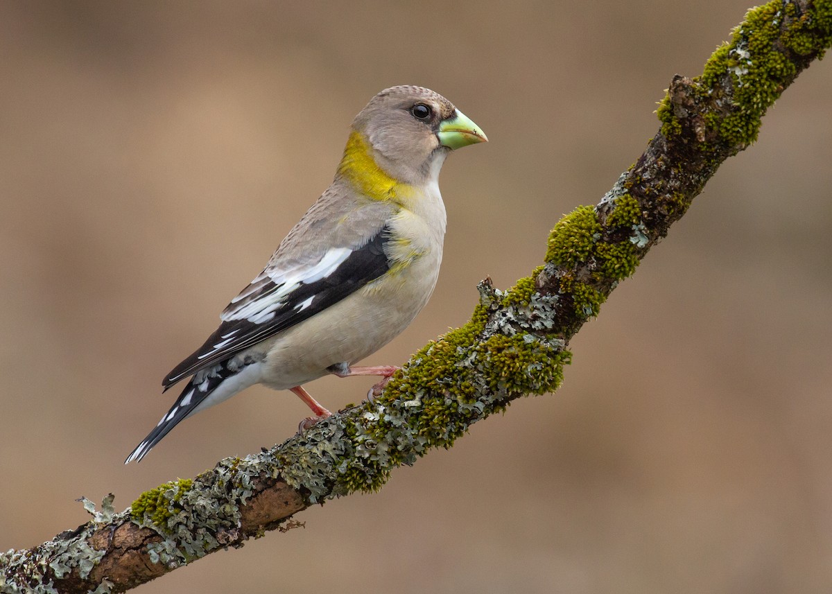 Evening Grosbeak (type 3) - ML638216740