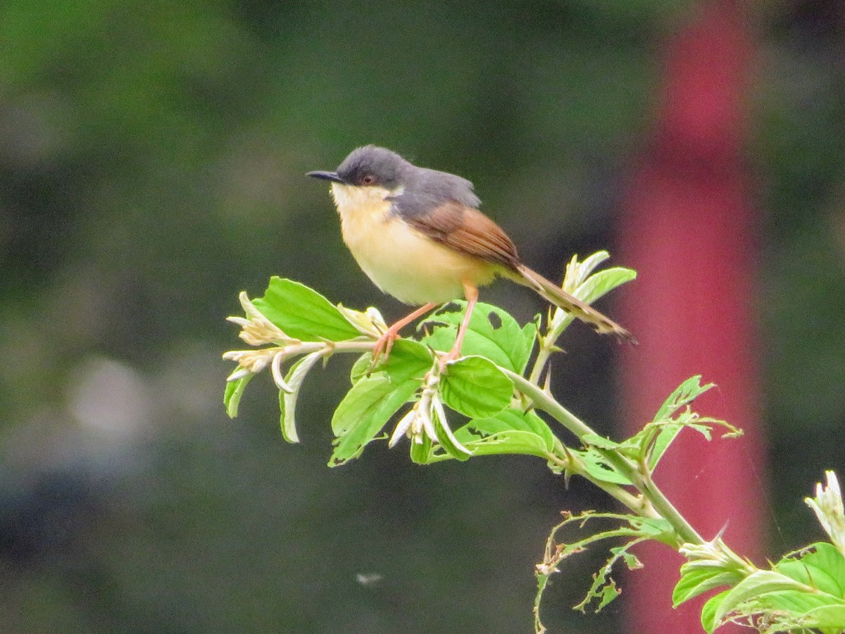 Ashy Prinia - ML638216742