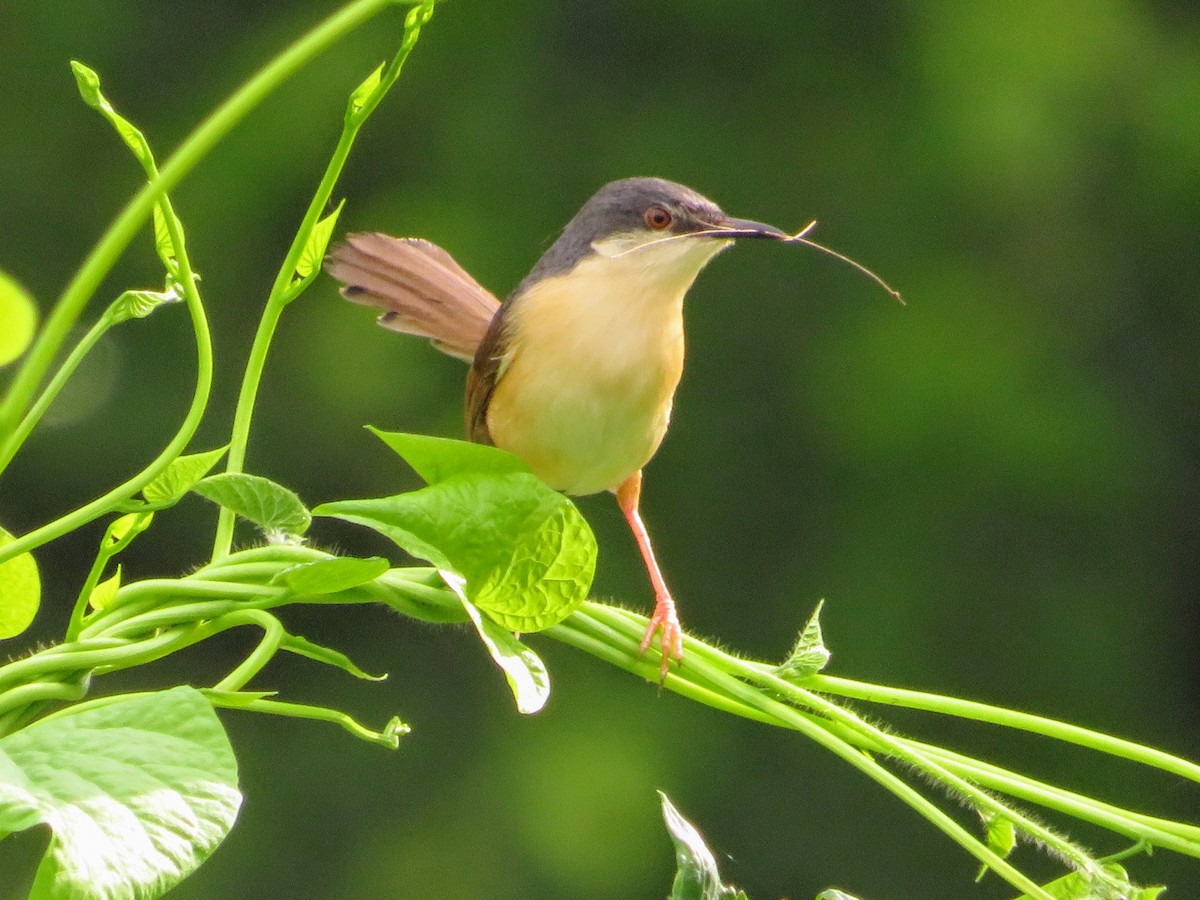 Ashy Prinia - ML638216743